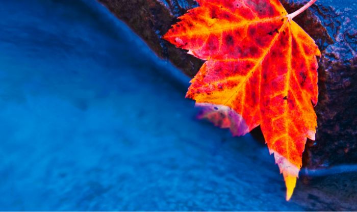 A vibrant red and orange maple leaf rests on a dark stone by water.